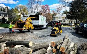 How Our Tree Care Process Works  in  Phoenix, NY