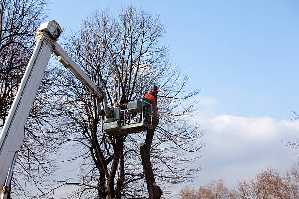 Reliable Phoenix, NY Tree Services Solutions